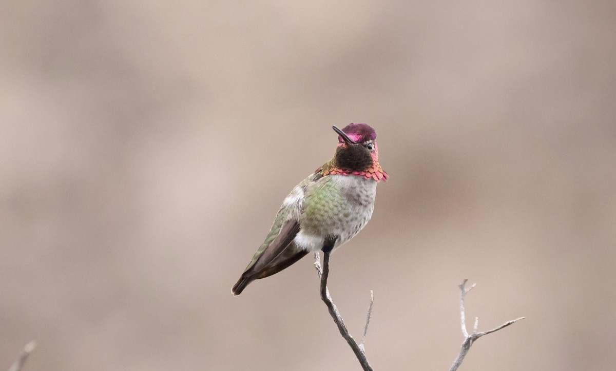 Anna's Hummingbird - ML613964770