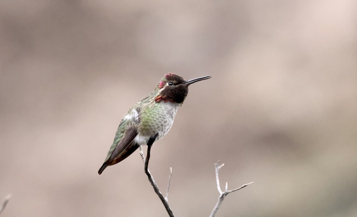 Anna's Hummingbird - ML613964772