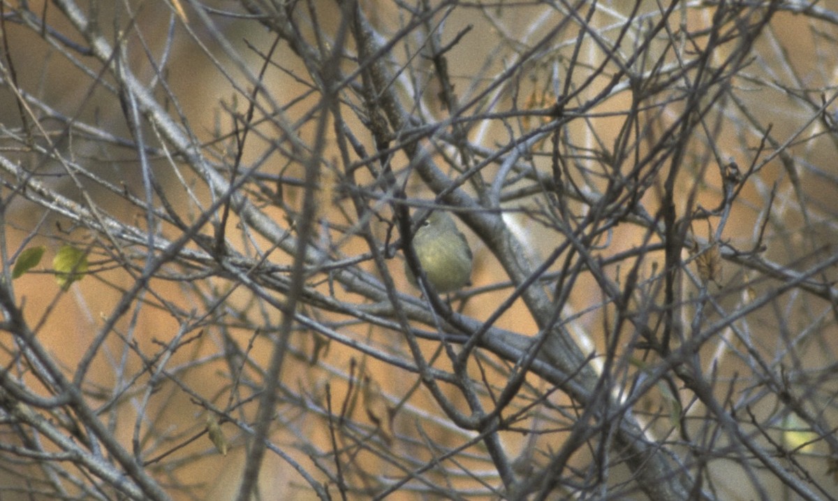 Orange-crowned Warbler - ML613964808