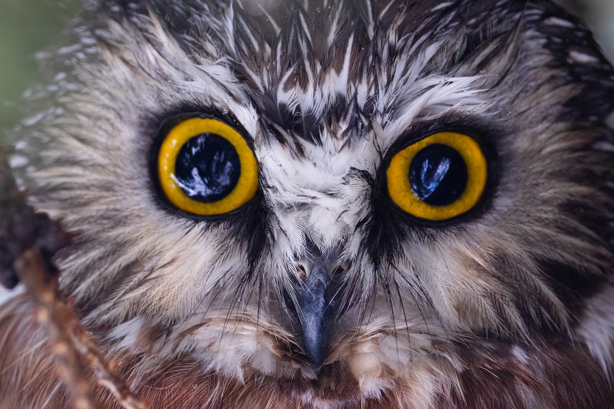 Northern Saw-whet Owl - Liam Hutcheson