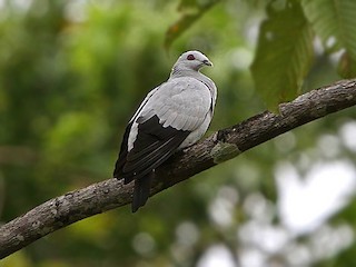  - Silvery Wood-Pigeon