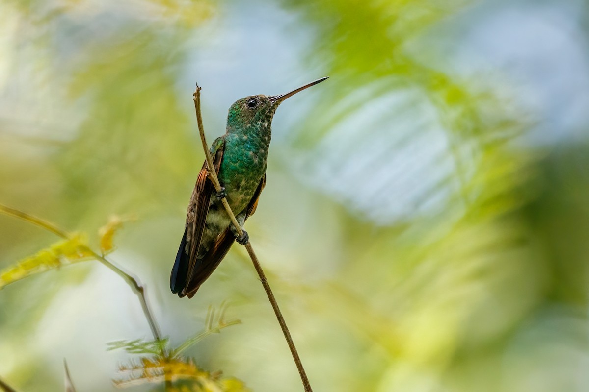 Blue-tailed Hummingbird - ML613965104