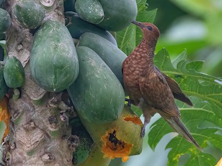  - Enggano Cuckoo-Dove