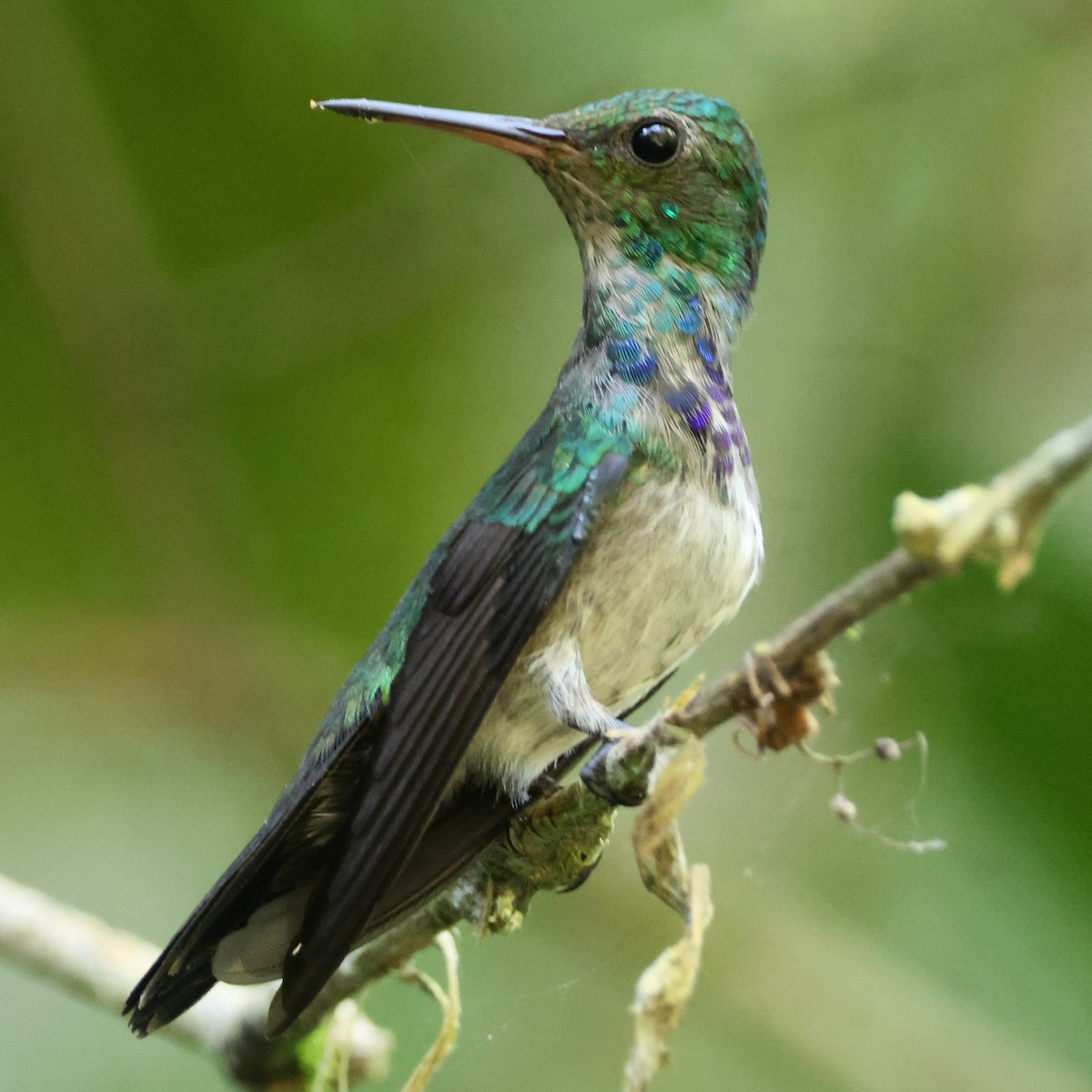Violet-bellied Hummingbird - ML613965153