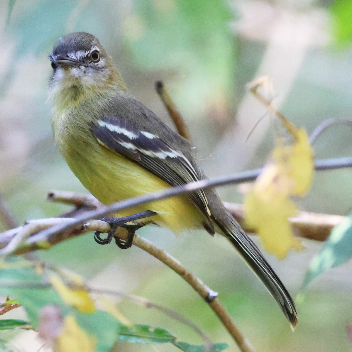Pale-tipped Tyrannulet - ML613965169