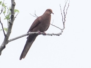  - Barusan Cuckoo-Dove