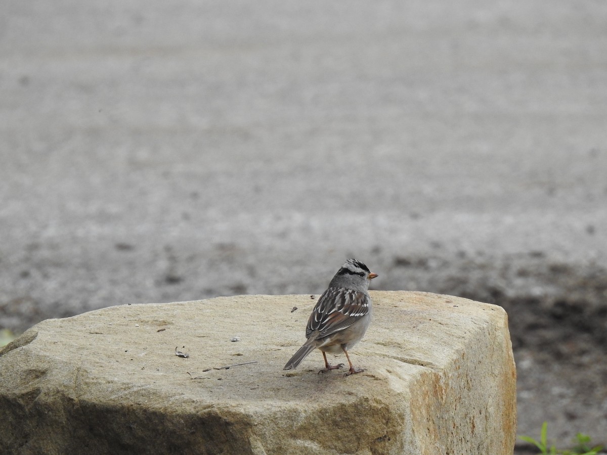 White-crowned Sparrow - ML613965554