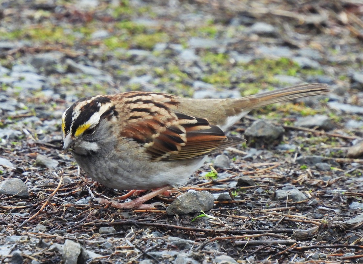 White-throated Sparrow - ML613965595