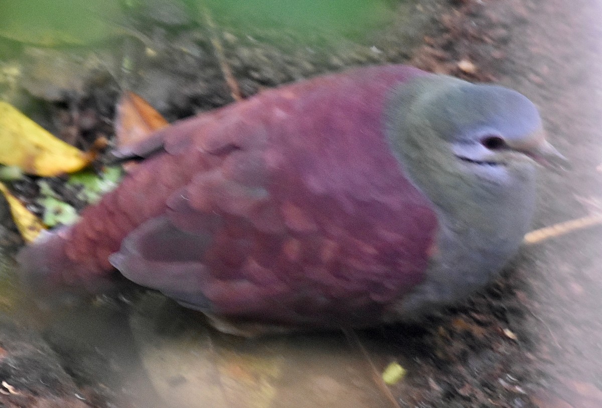 Buff-fronted Quail-Dove - ML613965675