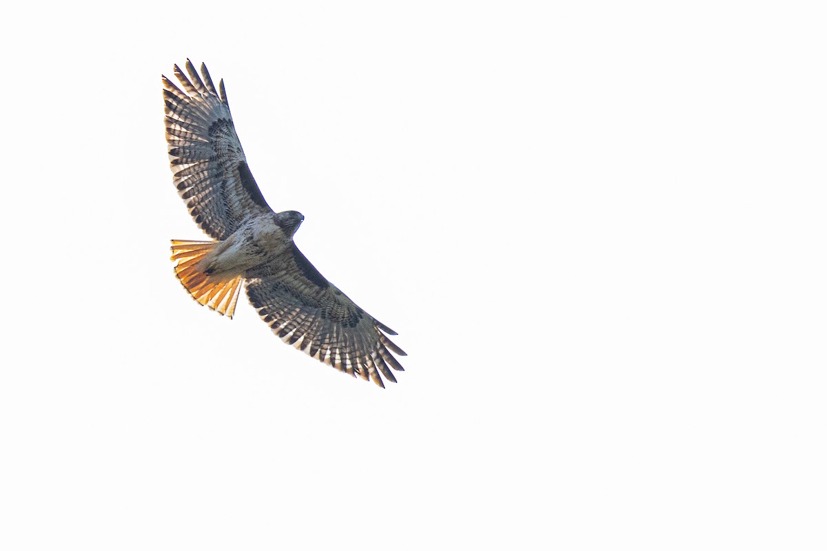 Red-tailed Hawk - ML613965676