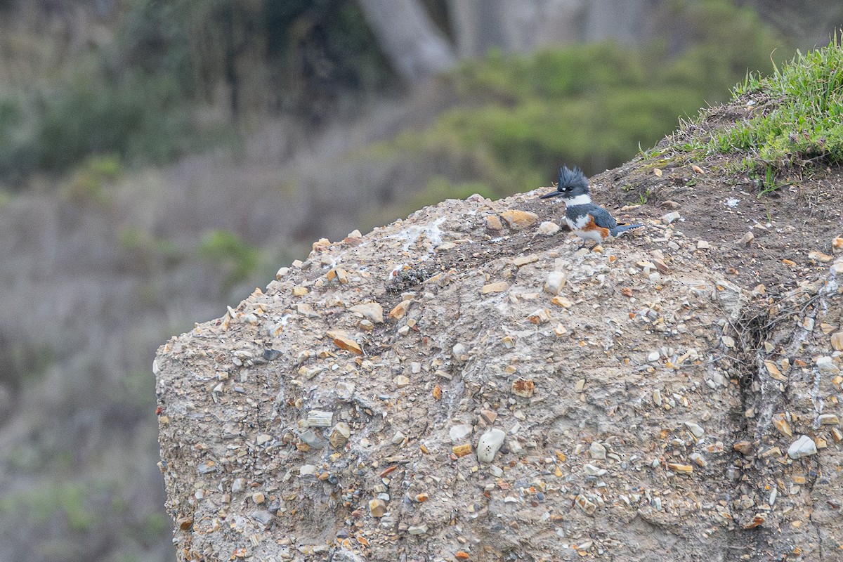 Belted Kingfisher - ML613965703