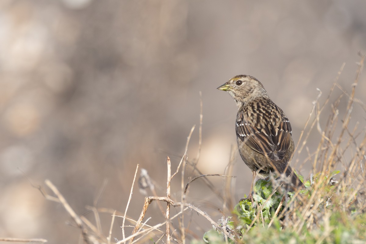Golden-crowned Sparrow - ML613965730