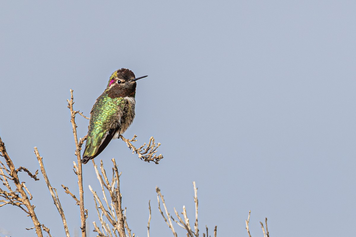 Anna's Hummingbird - ML613965847