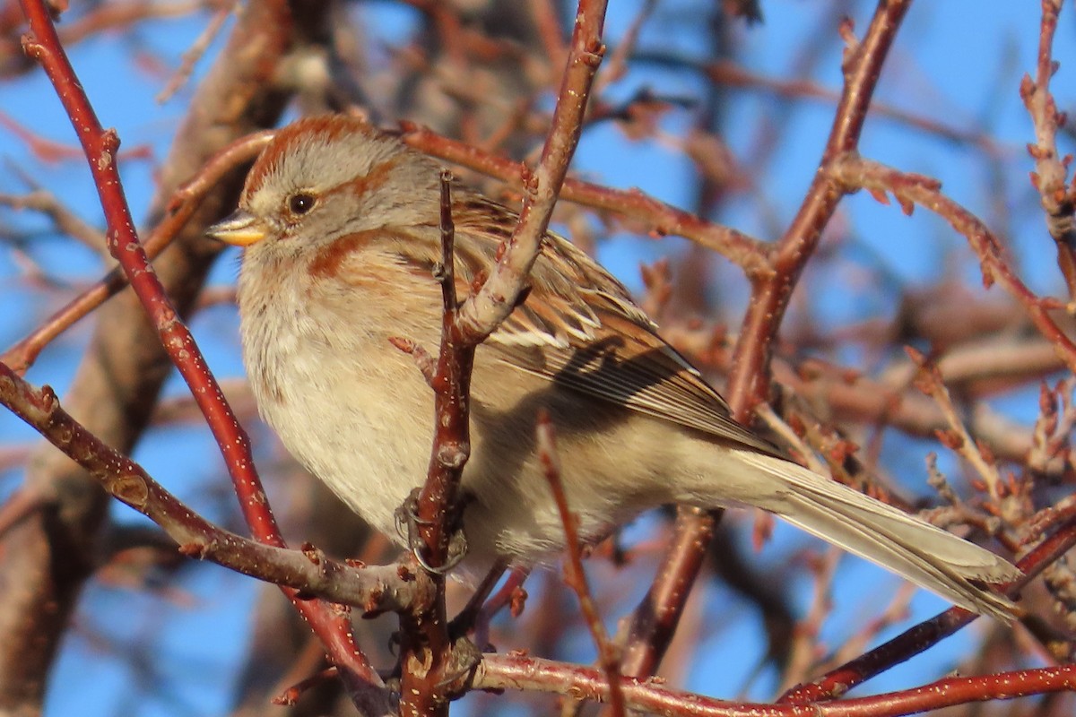 American Tree Sparrow - ML613966190