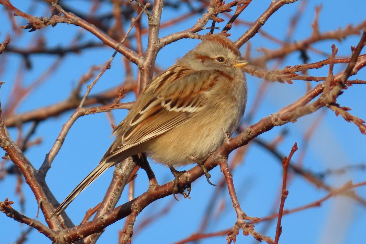 American Tree Sparrow - ML613966191