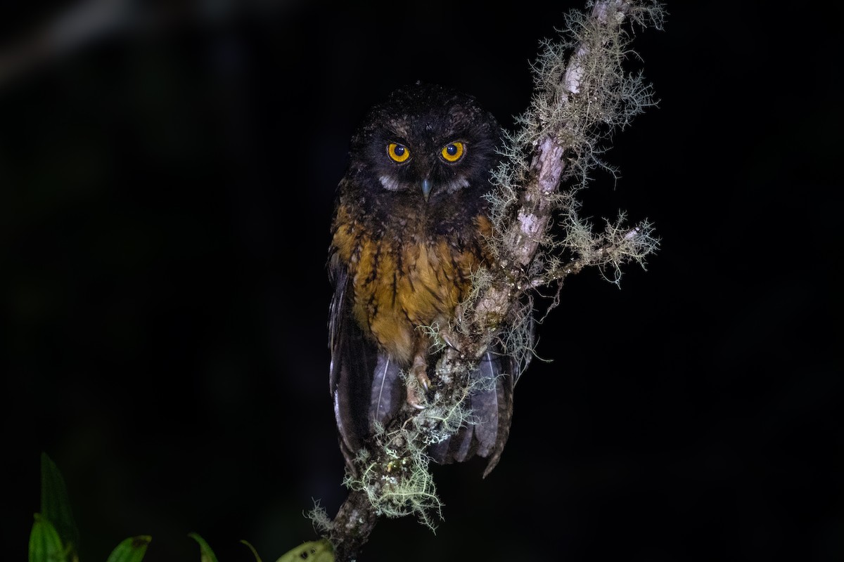 White-throated Screech-Owl - ML613966288
