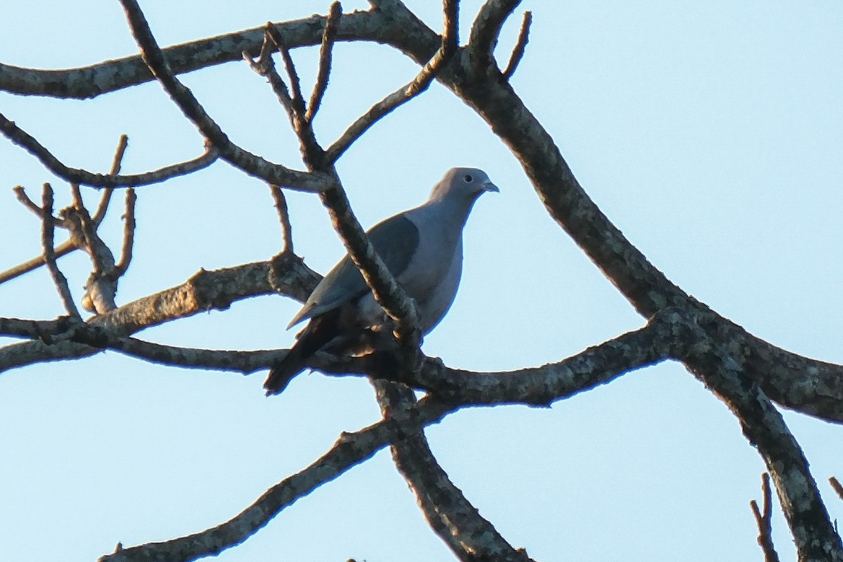 Green Imperial-Pigeon - ML613966447