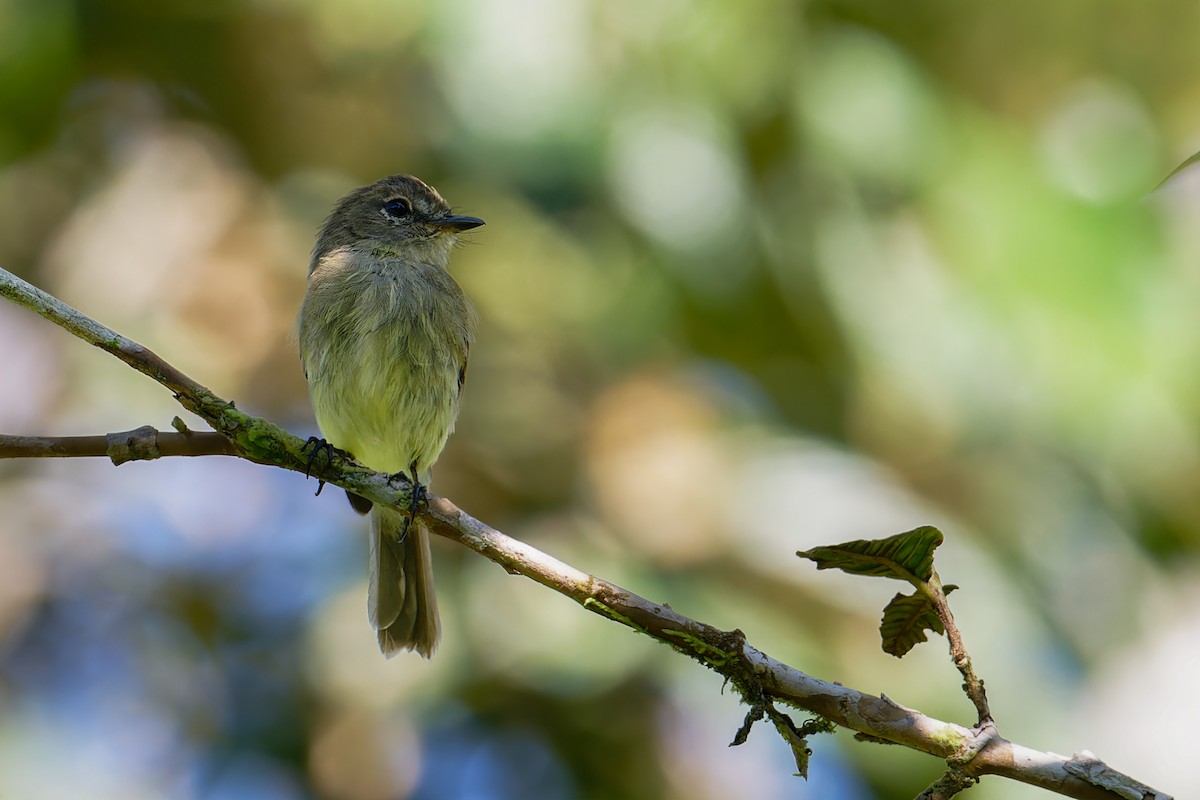 Olive-chested Flycatcher - ML613966917