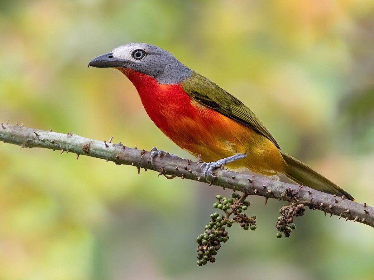 Fiery-breasted Bushshrike - Malaconotus cruentus - Birds of the World
