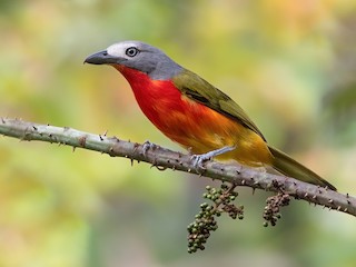  - Fiery-breasted Bushshrike