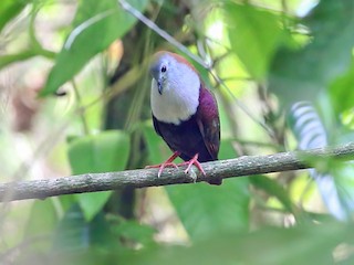  - Palau Ground Dove