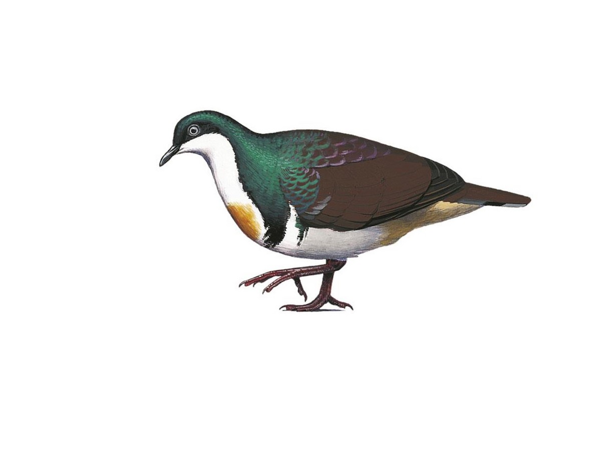 Sulu Bleeding-heart - Gallicolumba menagei - Birds of the World