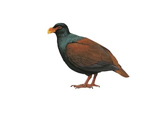  - Tooth-billed Pigeon