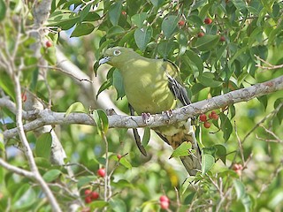  - Timor Green-Pigeon