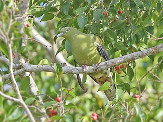  - Timor Green-Pigeon