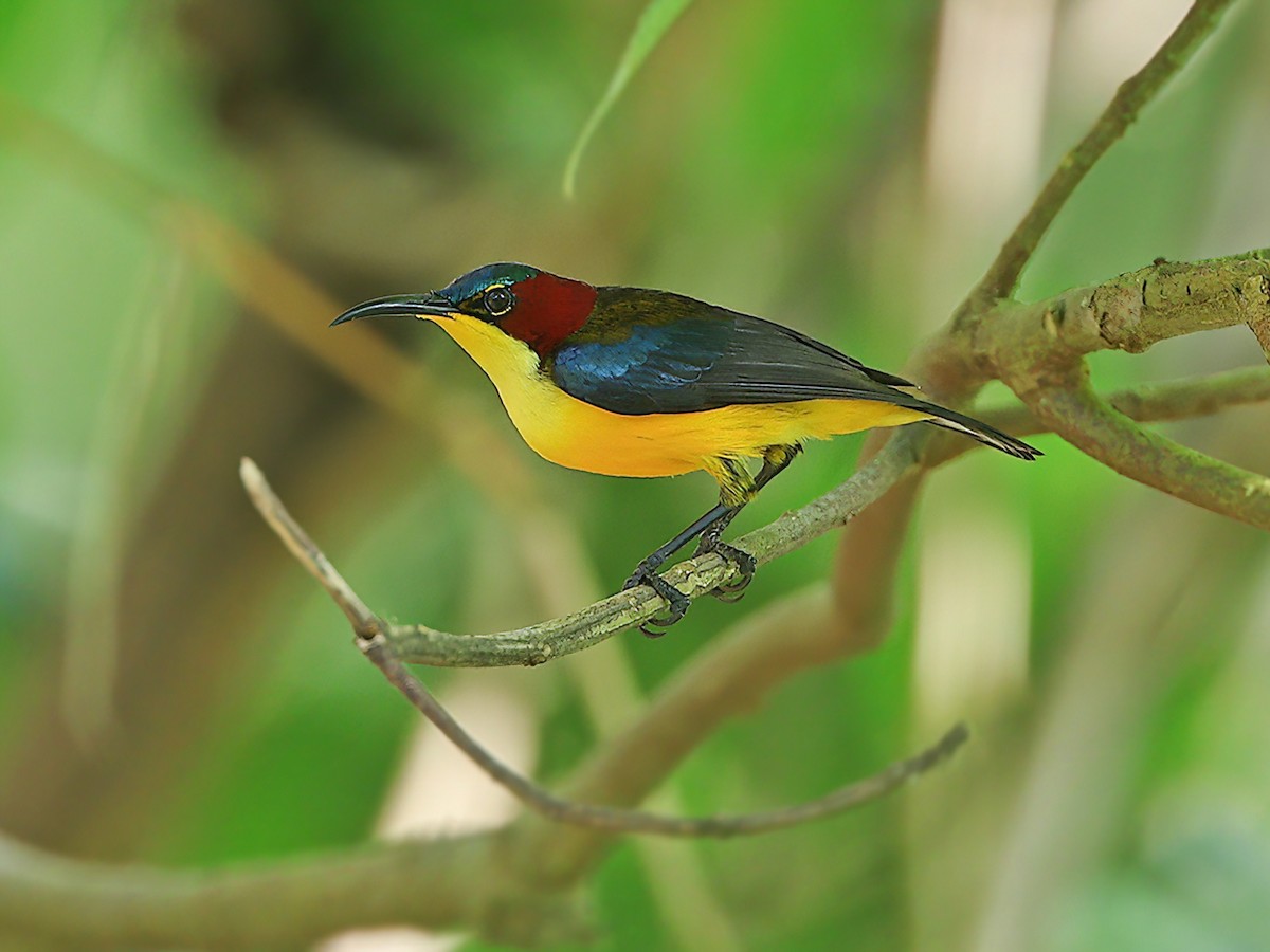 Elegant Sunbird - Aethopyga duyvenbodei - Birds of the World