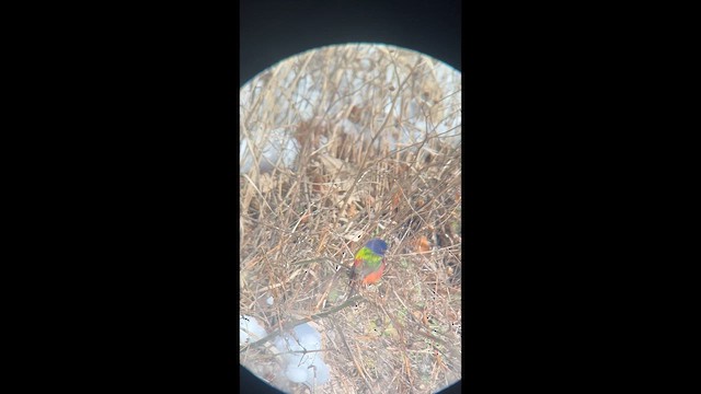 Painted Bunting - ML613968151