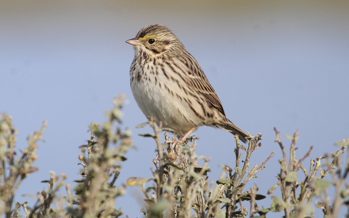 Savannah Sparrow - ML613968211