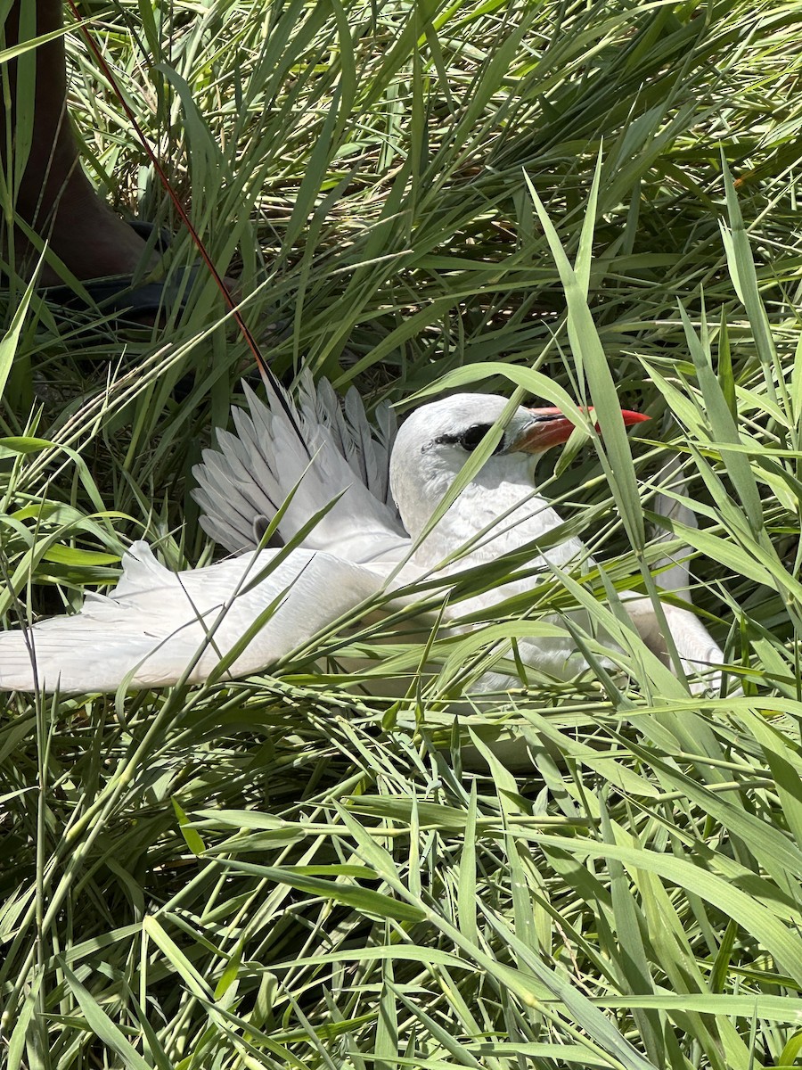 Red-tailed Tropicbird - ML613968710