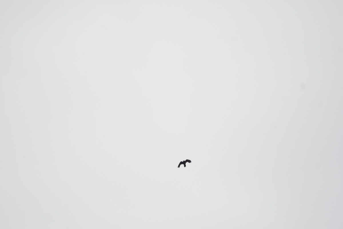 Large-billed Crow - ML613968788