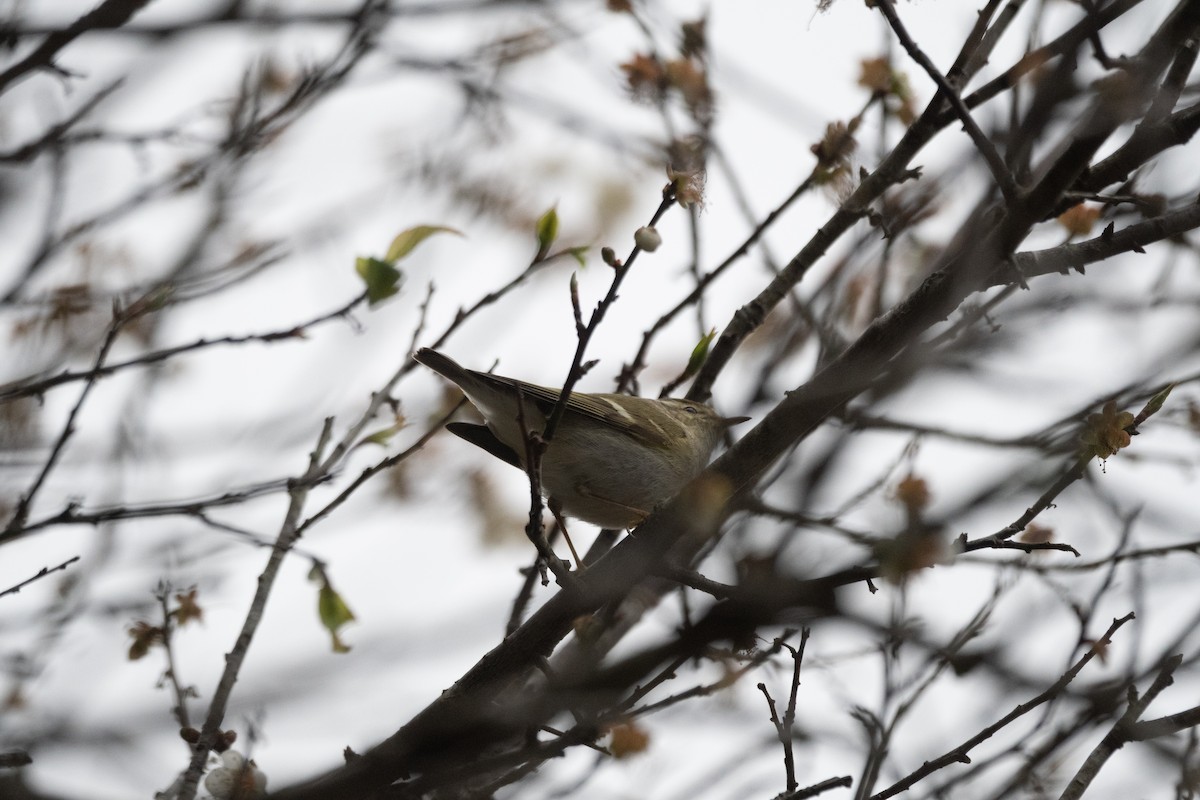 Yellow-browed Warbler - ML613968800