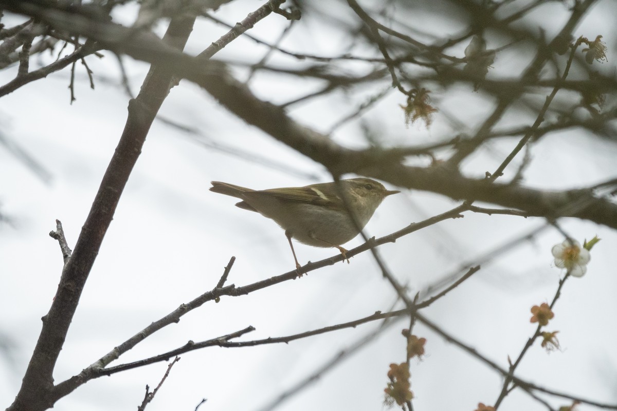 Yellow-browed Warbler - ML613968801