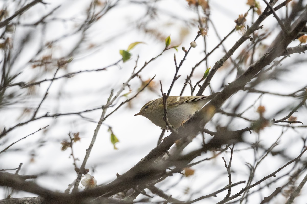 Yellow-browed Warbler - ML613968802