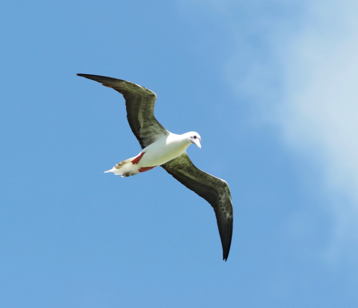 Red-footed Booby - ML613968806