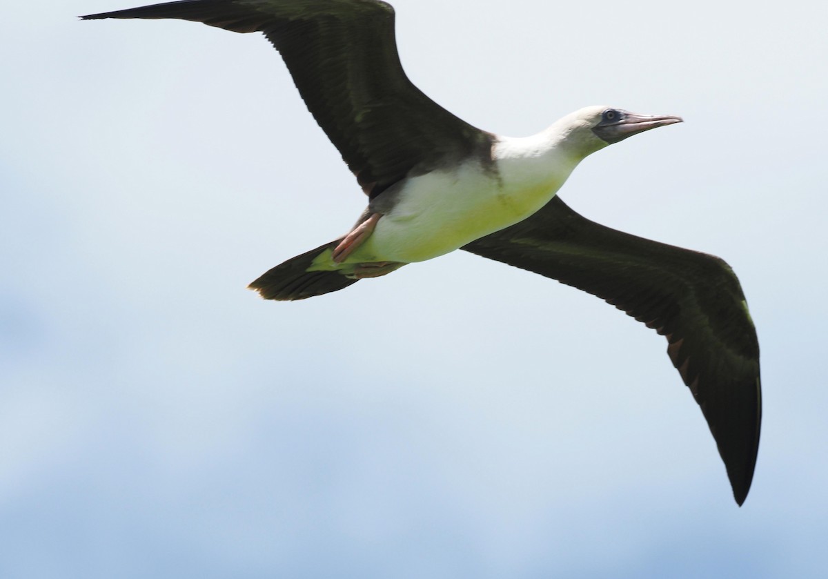 Red-footed Booby - ML613968817