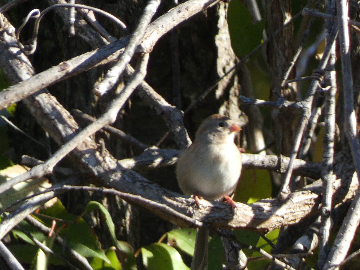 Field Sparrow - ML613968846