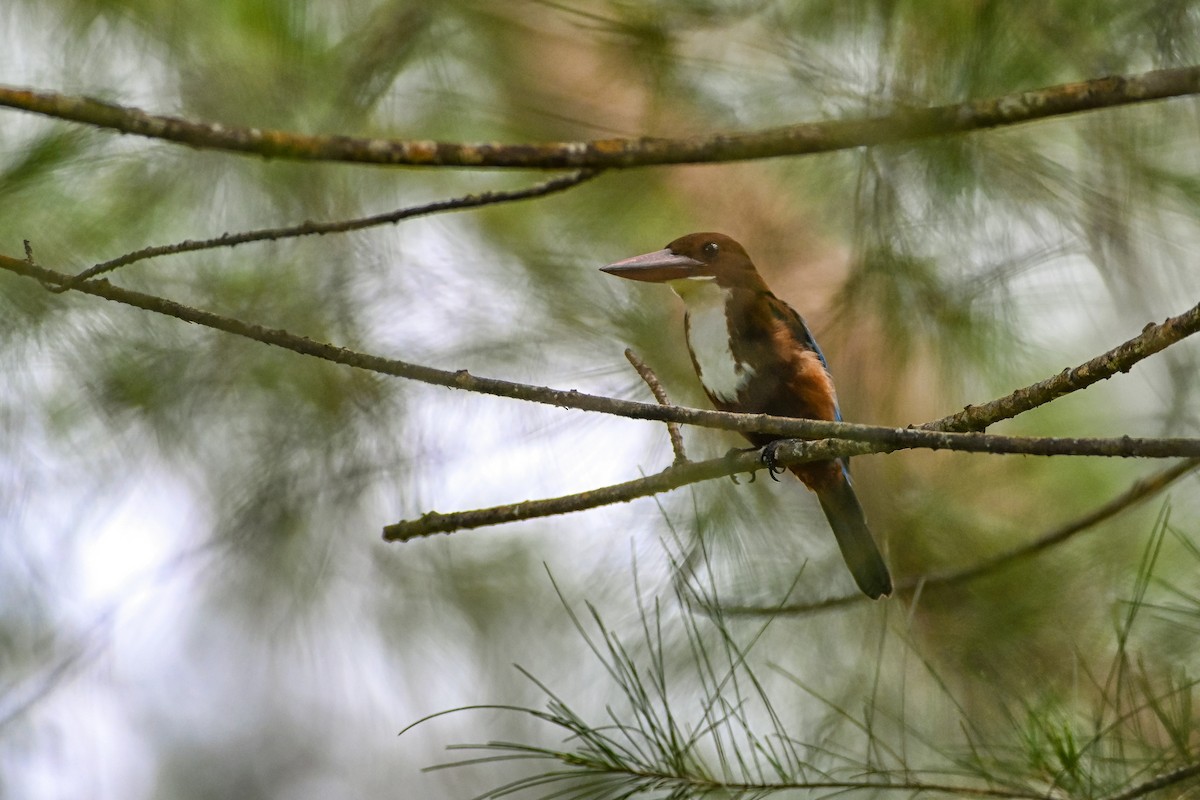 White-throated Kingfisher - Benny Nylson