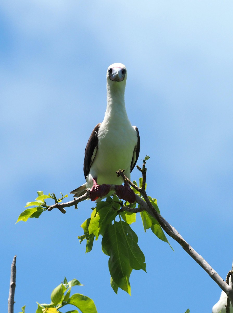 Red-footed Booby - ML613968936