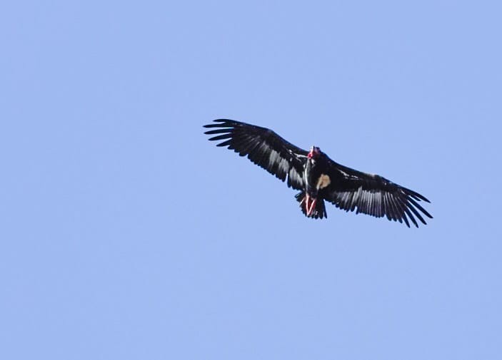 Red-headed Vulture - ML613969024