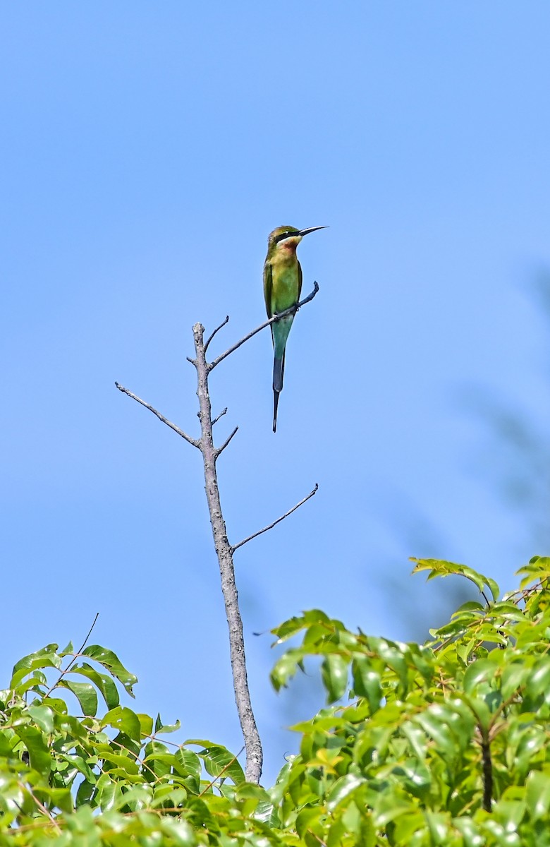 Blue-tailed Bee-eater - ML613969025