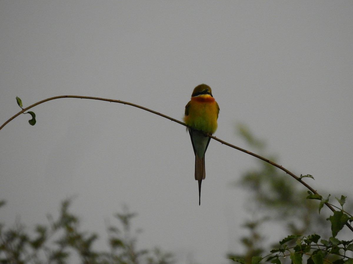 Blue-tailed Bee-eater - ML613969027