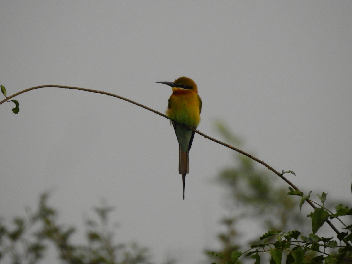 Blue-tailed Bee-eater - ML613969028