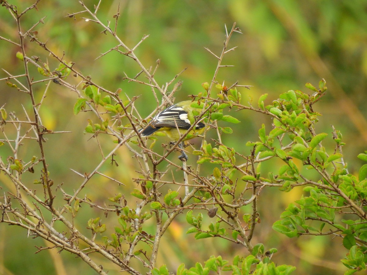 Common/White-tailed Iora - Partha sarathy