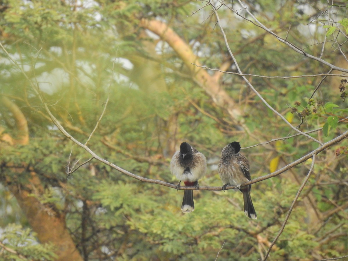 Red-vented Bulbul - ML613969034