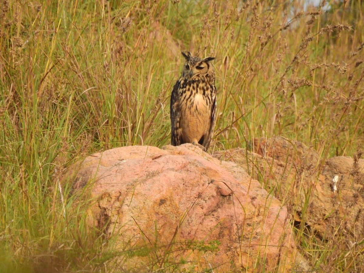 Rock Eagle-Owl - Partha sarathy