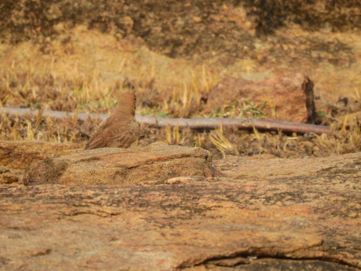 Rufous-tailed Lark - Partha sarathy